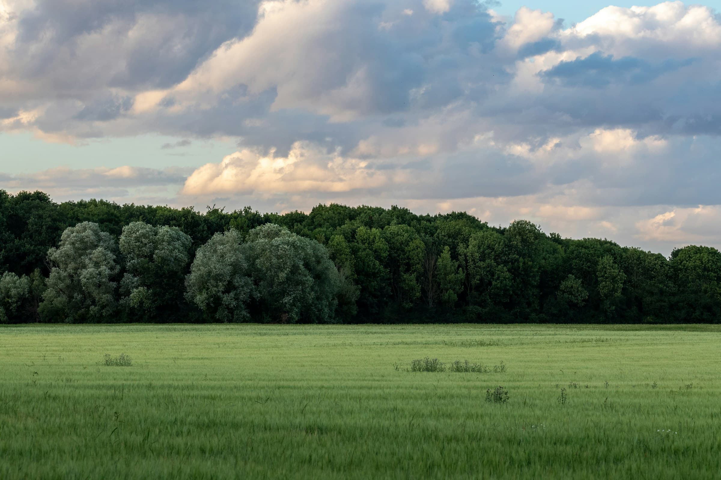 A green field in front of a tree line under a cloudy evening sky