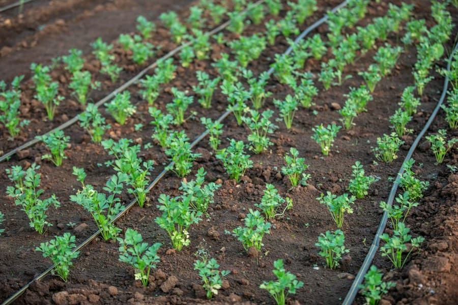 Young plants growing along drip irrigation lines (photo by Anil Sharma on Unsplash)