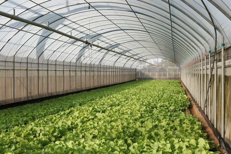 Greenhouses: photo by wei on Unsplash