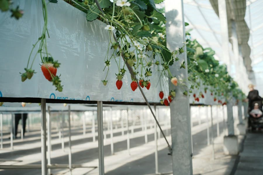 Protected crops: photo by Ashita Mata on Unsplash